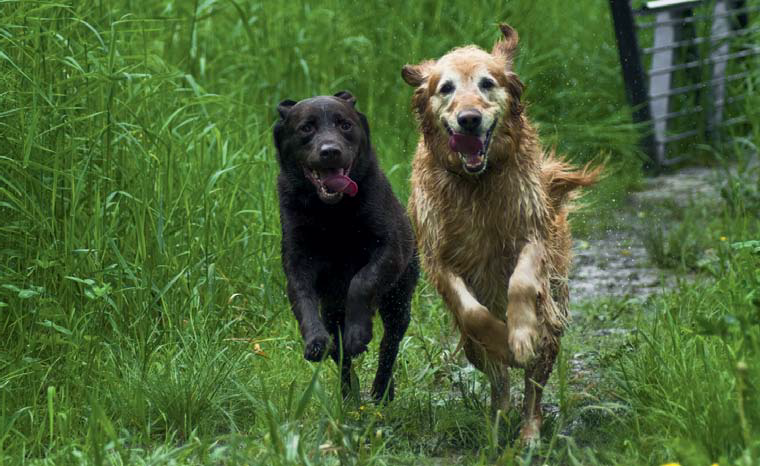 Summer Fun With Canines