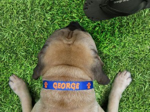 Whats Your Name personalised collar