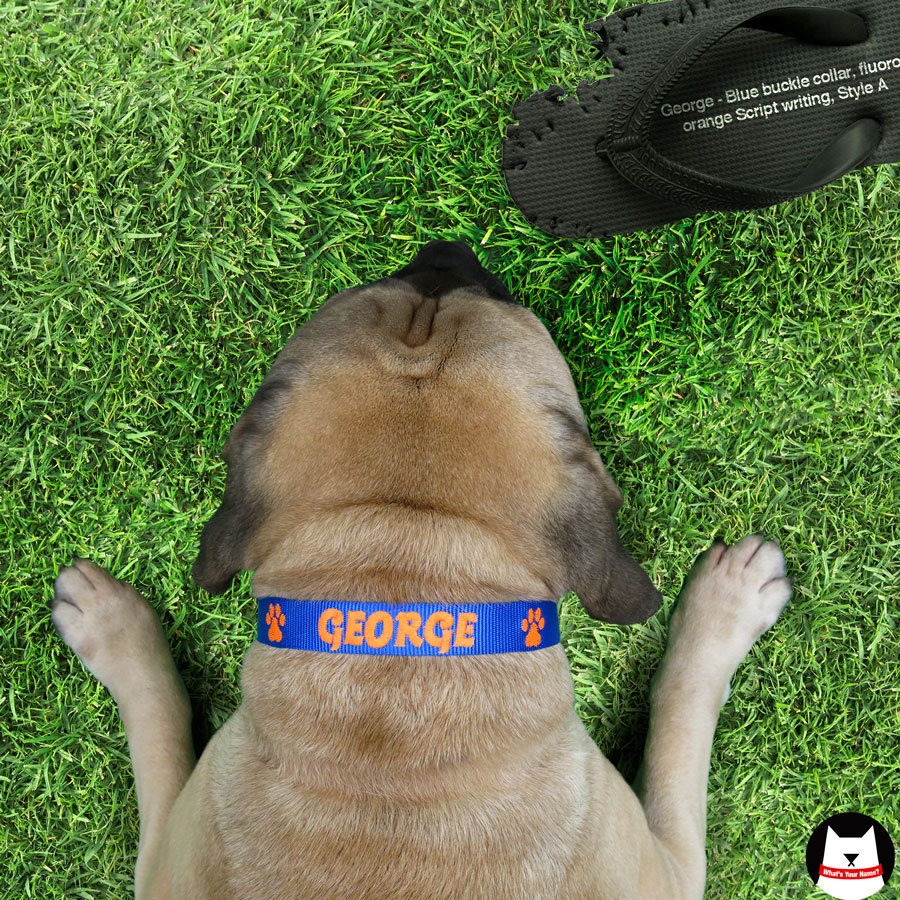 5x Personalised Pet Collars to Give Away