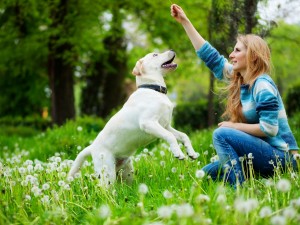 Beautiful woman with playful young dog on fresh green meadow