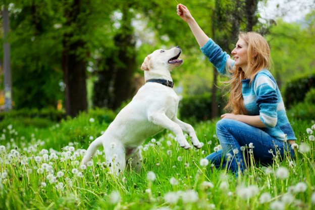 Beautiful woman with playful young dog on fresh green meadow