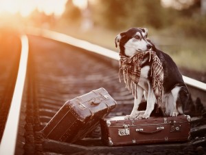 Mongrel On Rails With Suitcases.