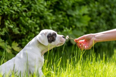 Puppy with flower