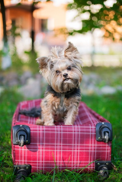 Yorkshire Terrier Sitting On Red Suitcase And Looking At Camera