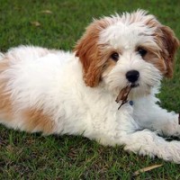 cavoodle