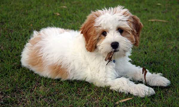 cavoodle