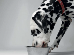 Dogs Life Magazine - Raw Food Diet