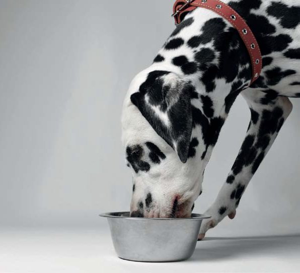Dogs Life Magazine - Raw Food Diet