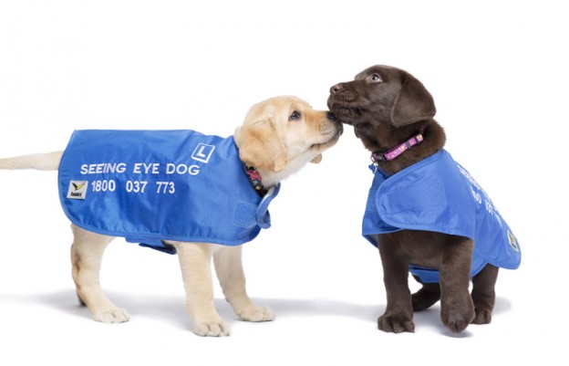 Seeing eye shop dog coat