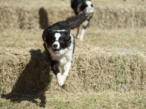 The Great Nundle Dog Race