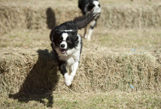 The Great Nundle Dog Race