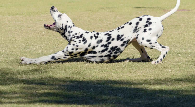 Dog stretching