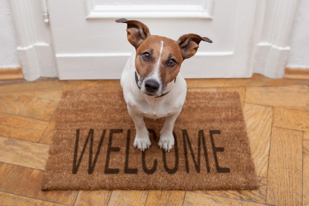 dog welcome home on brown mat and door