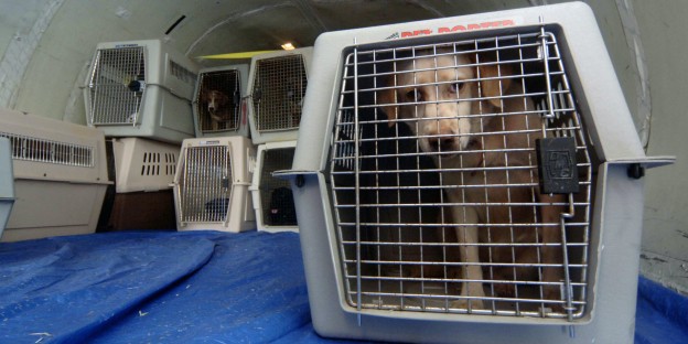 Animal Victims Of Katrina Are Evacuated From Mississippi