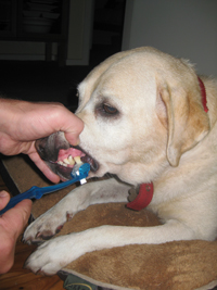 brushing teeth