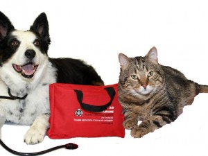 SCAR Pet First Aid Workshop