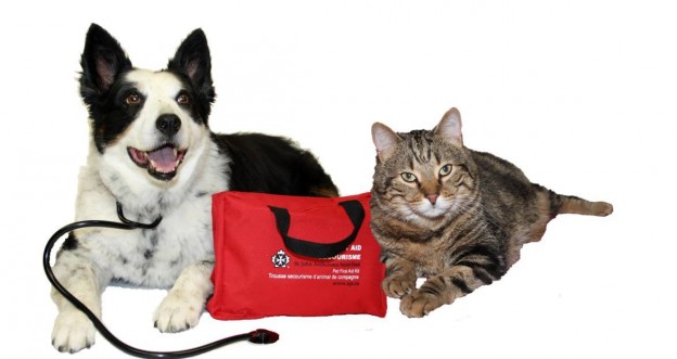 SCAR Pet First Aid Workshop