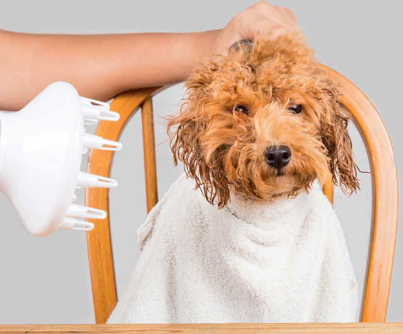 5 Dog Cleaning Tips