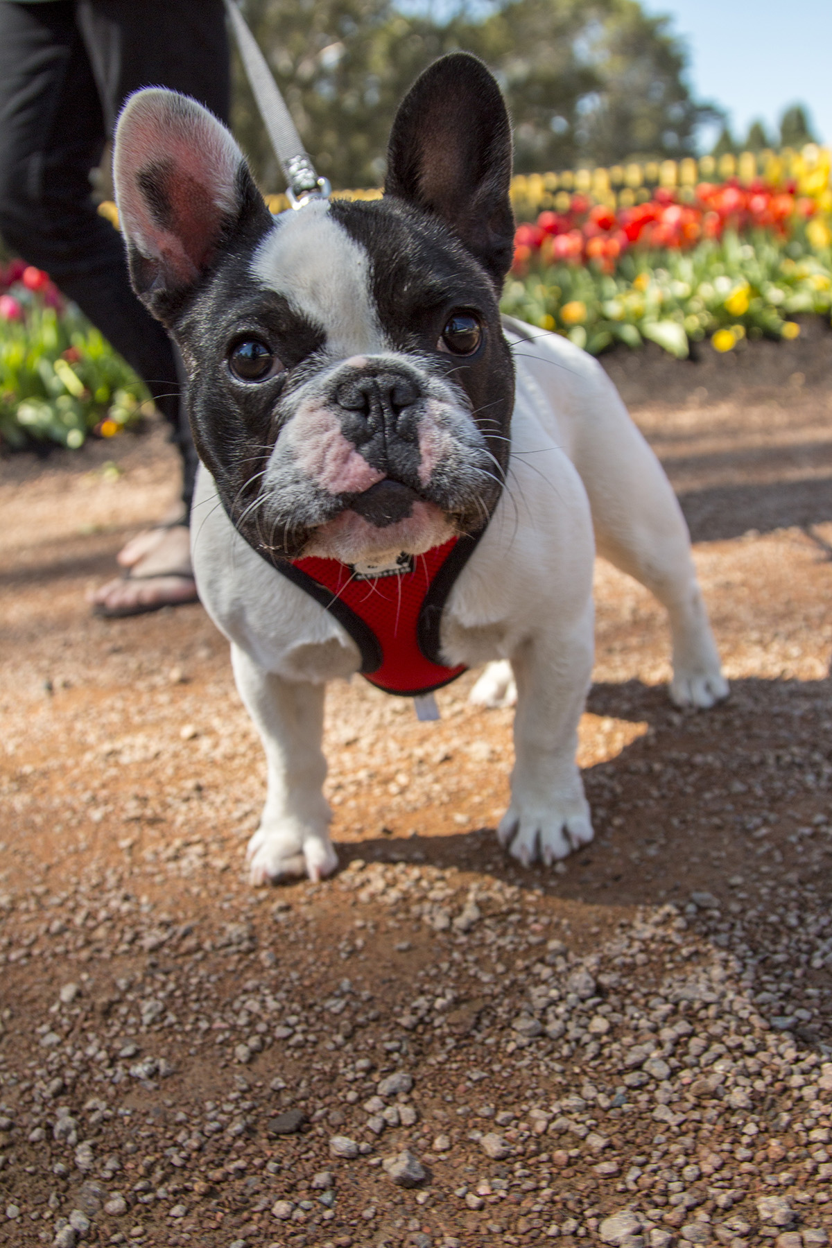 Floriade 2016 – Dog’s Day Out