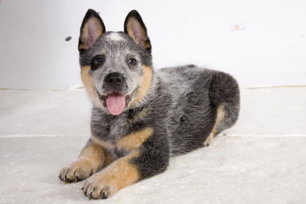 Cattle dog