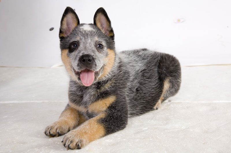 Australian Working Dog Rescue Trivia Night