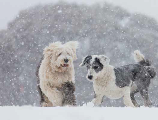 Snow Dog Retreats