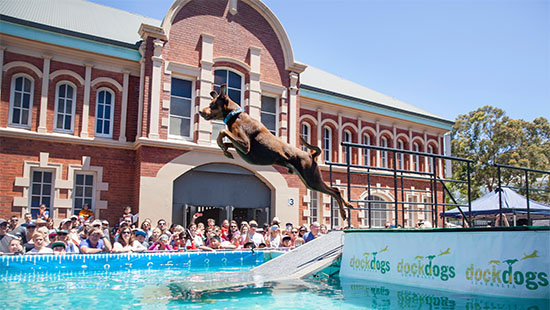 DockDogs