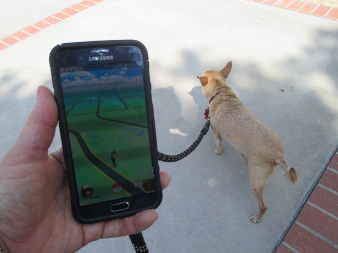 New Pokemon app sparks rise in dog walks
