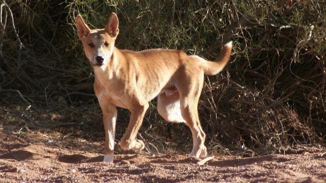Wild dogs are moving south