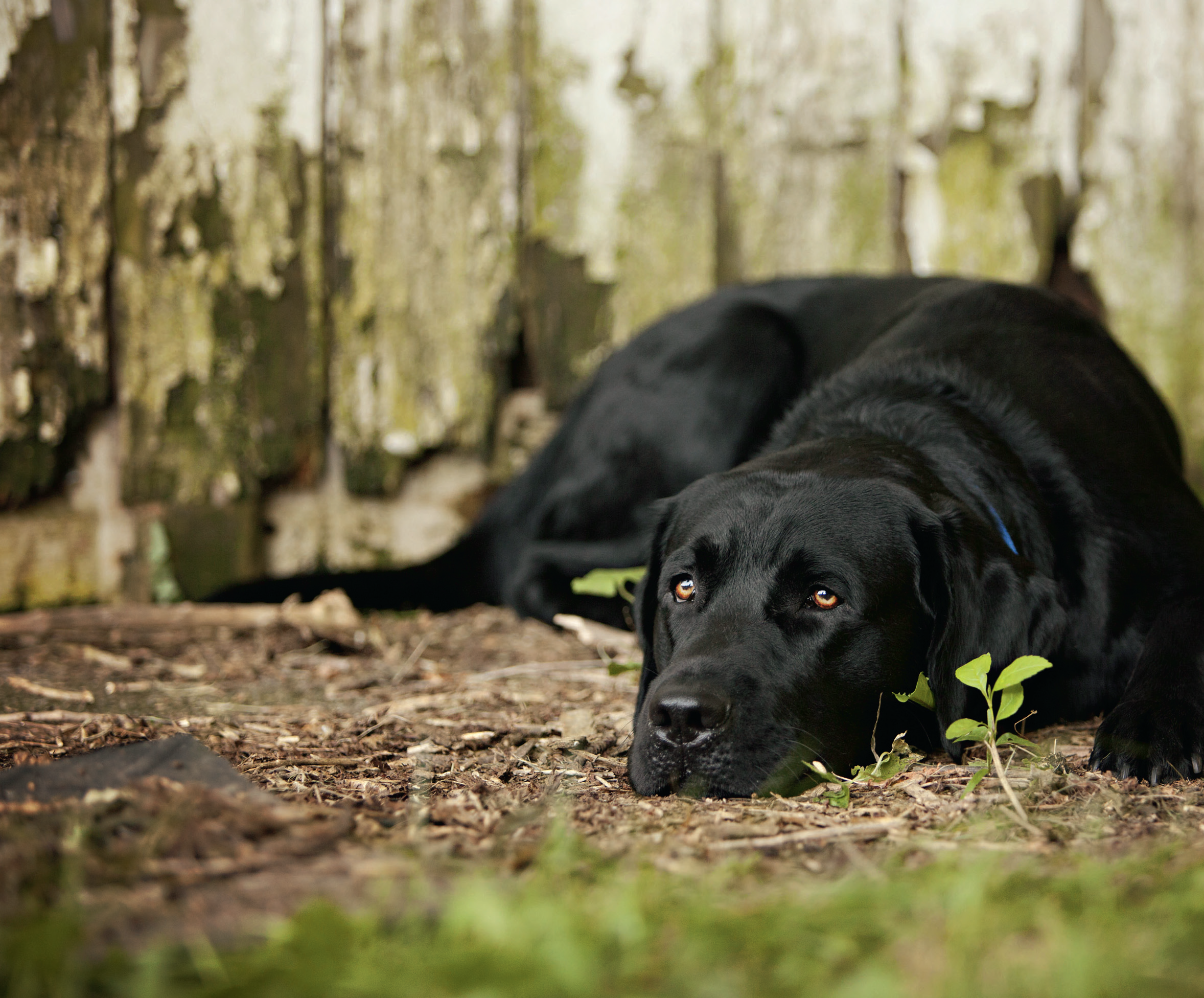 Arthritis in Dogs
