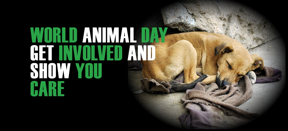 World Animal Day