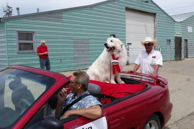 Duke the dog elected Minnesotas Cormorant town mayor again