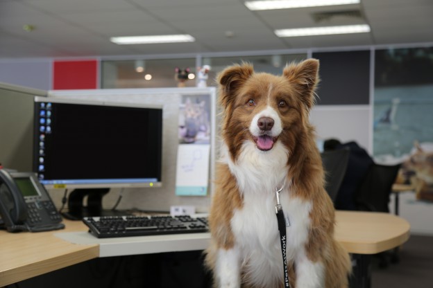 Pets At Work Day