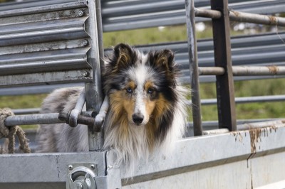 Working-dogs---herding-2