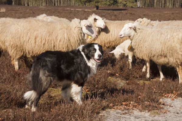 Working-dogs--herding