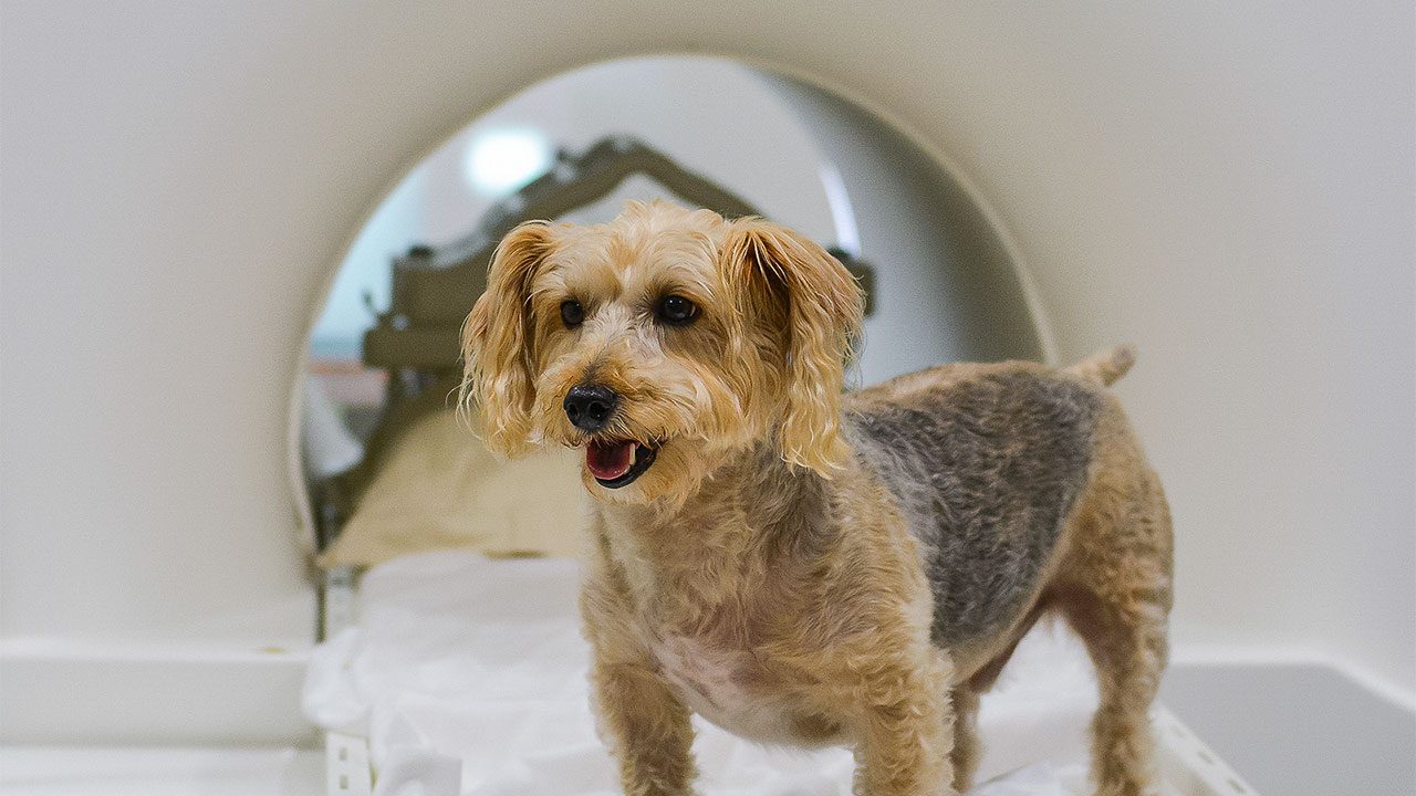 New research shows dogs prefer affection and praise over a treat