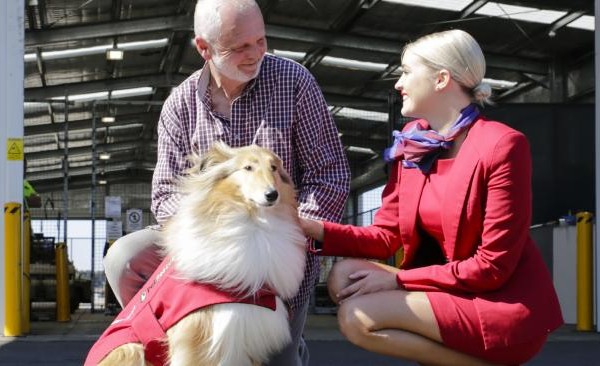 Virgin Australia provides free flights to rescue dogs