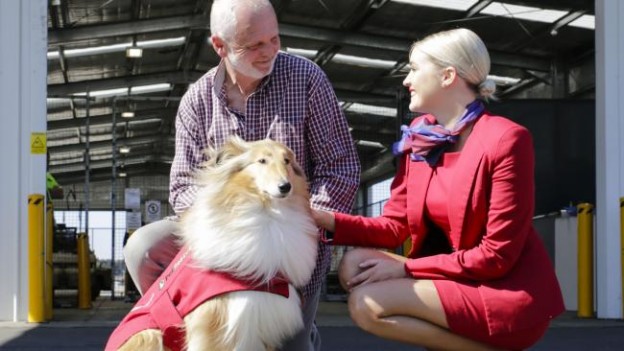 Virgin Australia provides free flights to rescue dogs