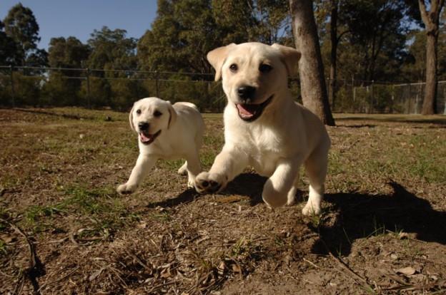 labrador-puppies