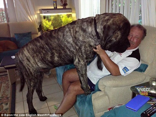 Is this Australia's largest dog ?