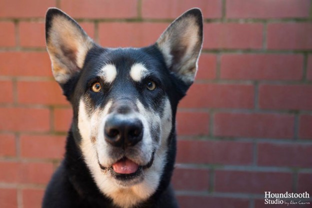 Australian photographers help raise awareness for rescue dogs