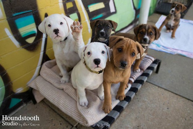 Australian photographers help raise awareness for rescue dogs