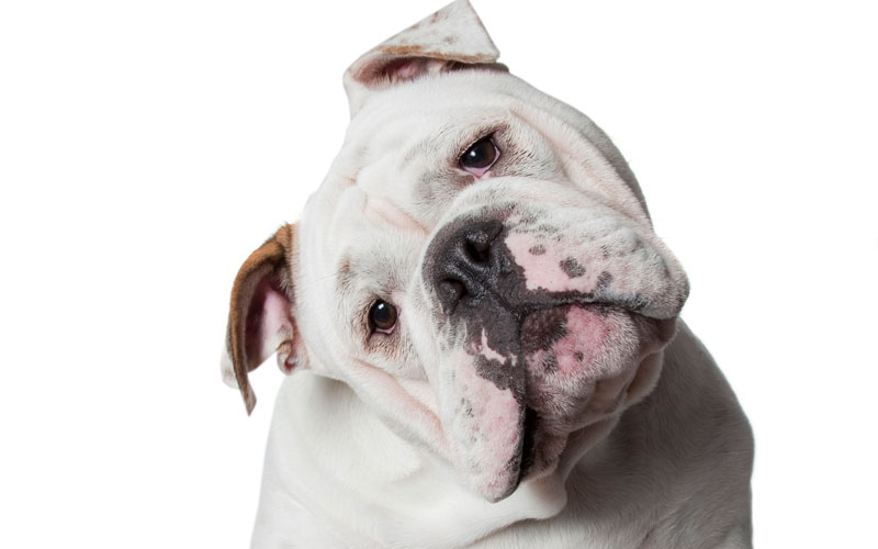 How to help your pooch lose winter weight