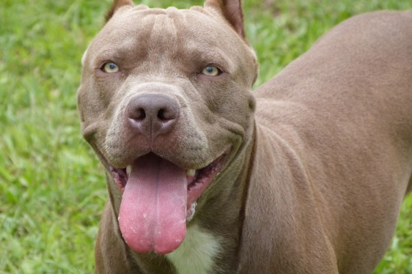 Pit-bull-feature