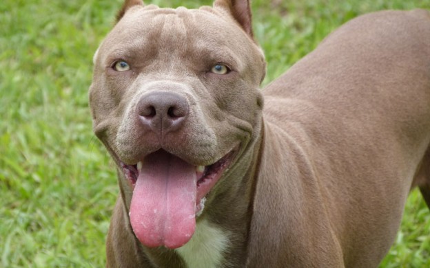 Pit-bull-feature