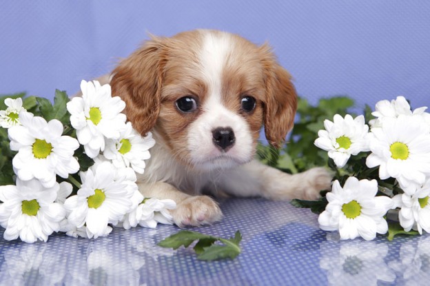 Spring puppy