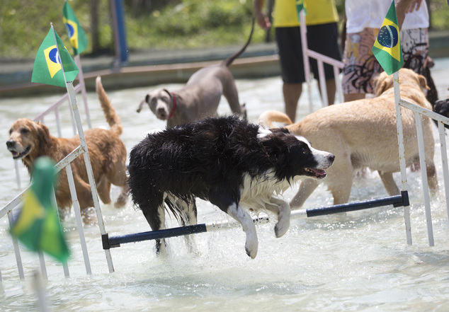 The first dog Olympics take place in Rio