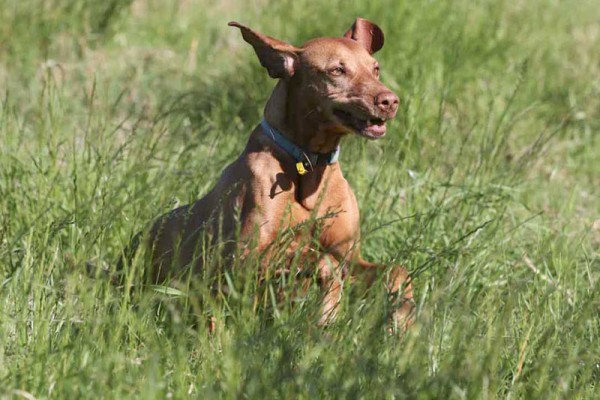 bushwalking with dogs