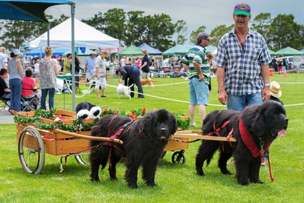 Big Day Out for Dogs