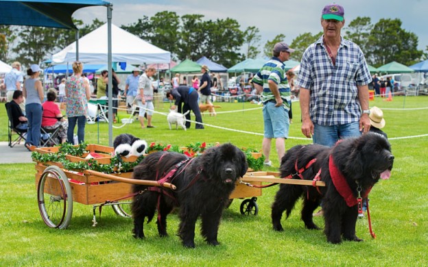 Big Day Out for Dogs